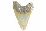 Fossil Megalodon Tooth - North Carolina #359008-1